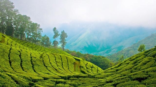 Image result for Munnar – Kashmir of the South